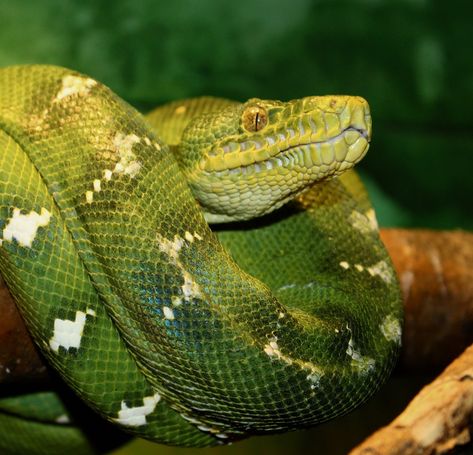 Emerald Tree Boa, Snake Turtle, Land Animals, Jungle Life, Dream Aesthetic, Like Animals, Creature Concept, Green Trees, Snakes