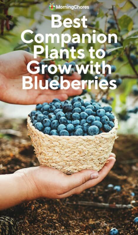 Blueberry Companion Plants, Blueberry Gardening, Best Companion Plants, Blueberry Lavender, Highbush Blueberry, Growing Blueberries, Berry Garden, Blueberry Plant, Acid Loving Plants