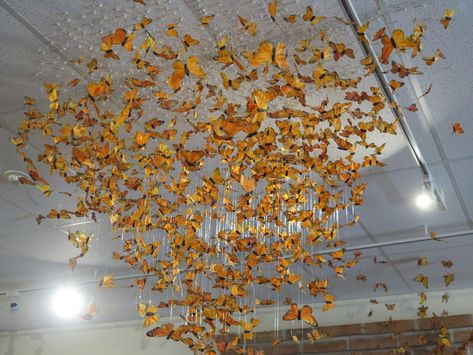 Monarch Butterfly Bulletin Board, Butterfly Exhibition, Butterfly Bulletin Board, Butterfly Exhibit, School Exhibition, Butterfly Chandeliers, The Ceiling, Butterfly Garden, Monarch Butterfly