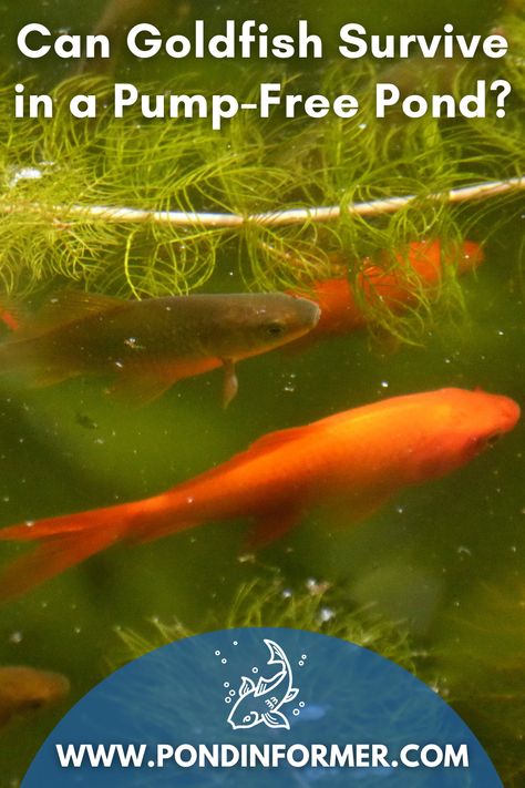 Stock Tank Goldfish Pond, Mini Goldfish Pond, Goldfish Care Tips, Planter Pond Ideas, Diy Goldfish Pond, Stock Tank Fish Pond, Feeder Goldfish, Outdoor Goldfish Pond, Goldfish Pond Ideas