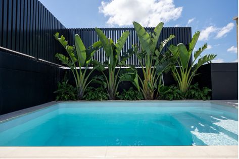 Studio 3.6m x 2.2m Concrete Plunge Pool - Plungie Plants For Front Of House, Plant For Bedroom, Best Plants For Bathroom, Plant For Bathroom, Concrete Plunge Pool, Small Plunge Pool, Poolside Plants, Plants Around Pool, Tropical Backyard Landscaping