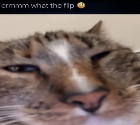 Can b reposted || cat meme memes silly cat ermmm what the flip reaction pic reaction pics reaction images Please Stop Reaction Pic, Ant Reaction Pic, Disgusted Cat Reaction Pic, Lets Go Reaction Pic, Ermmm What The Flip Cat, Yummy Reaction Pic, Biting Nails Reaction Pic, Cat Thumbs Up Reaction Pic, Deadpan Reaction Pic