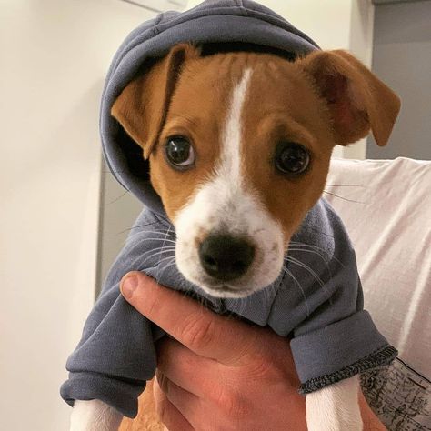 Jack Russell Terrier Funny, Funny Jack Russell, Chien Jack Russel, Dogs Eyes, Jack Terrier, Hoodie Season, Jack Russell Terrier Puppies, Jack Russell Puppies, Jack Russell Dogs