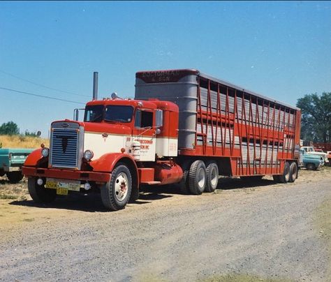 Cattle Trailers, Cattle Trucks, Studebaker Trucks, Classic Cars Chevy, Trucks Ford, Ford Model T, Train Truck, Peterbilt 379, Show Trucks