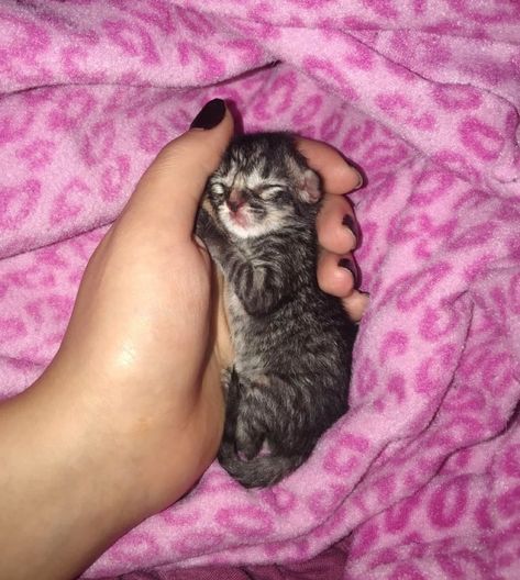 Baby Kittens Newborn, Tiny Kittens, Newborn Kittens, Sleeping Kitten, Cute Little Kittens, Kitten Pictures, Baby Kittens, Kittens Funny, Little Kittens