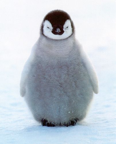 I have this picture as a poster on my wall! Penguin Wallpaper, Baby Penguins, Fluffy Animals, Cute Penguins, Cute Creatures, Sweet Animals, Funny Animal Pictures, 귀여운 동물