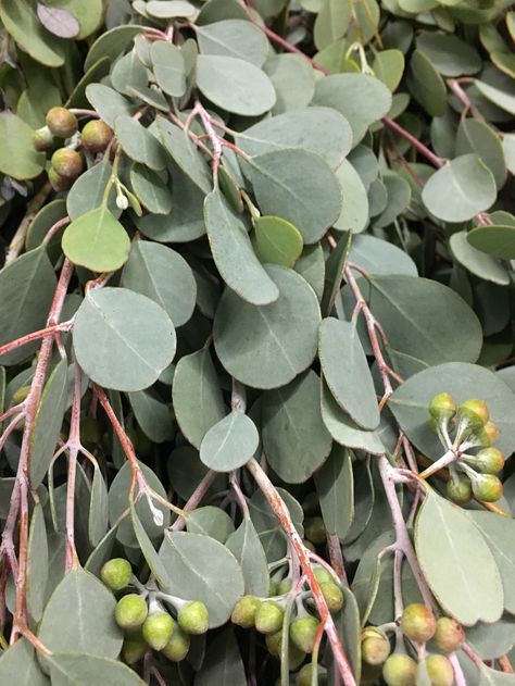 Gumdrop Eucalyptus Eucalyptus Types, Gumdrop Eucalyptus, Gum Leaves Photography, Eucalyptus Gunnii Tree, Eucalyptus Parvifolia, Eucalyptus Pulverulenta, Native Bouquet, Types Of Eucalyptus, Eucalyptus Plant