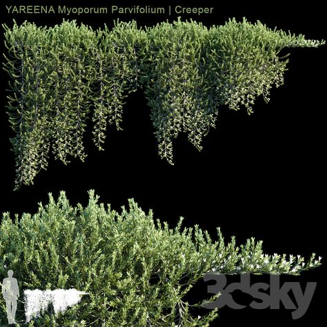 3d models: Fitowall - YAREENA Myoporum Parvifolium creeper | 5 module Rhyncospermum Jasminoides, Myoporum Parvifolium, Creepers Plants, Climber Plants, Plant Texture, 3d Rendering, Creepers, 3ds Max, In 3d