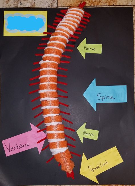 Diy Spinal Cord Model, Nervous System Projects, Skeletal System Project, 4th Grade Science Projects, Middle School Science Projects, Spinal Cord Anatomy, Science Project Models, Skeleton System, Human Systems