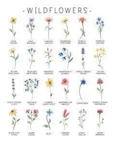 Flower Types Chart, Pretty Flower Names, Botanical Tattoos, Tiny Flower Tattoos, Floral Drawings, Wildflower Art, Flower Sketch, Hamsa Tattoo, Birth Flower Tattoos