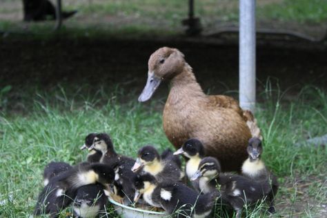 Pekin x Khaki Campbell offspring | BackYard Chickens Pekin Ducks, Khaki Campbell Ducks, Keeping Ducks, Duck Stuff, Pekin Duck, Bong Bong, Duck Breeds, Peking Duck, White Patches