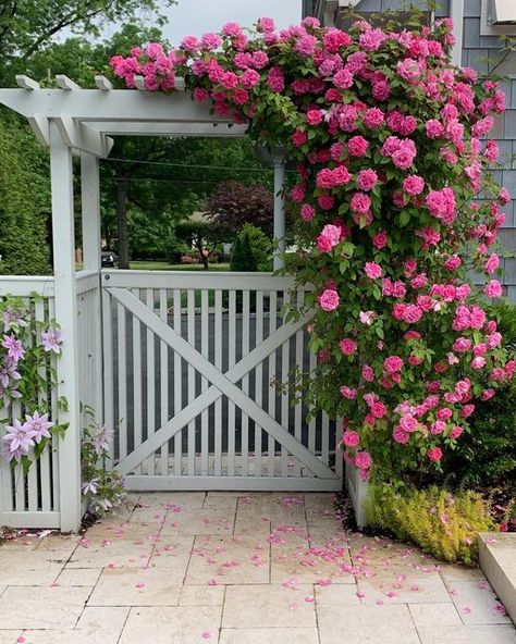 Mierop Design on Instagram: "Yesterday was good but today was better! More exploding ‘Zepherine Drouhin’ climbing roses against a white picket arbor and fencing. A perennial favorite that immediately conjures The Cape, Vineyard and Nantucket. #Mierop design #landscapedesign #landscapedesigner #climbingroses #whitepicketfence #arbor #zepherinedrouhin #summerflowers #summervibes #luxurygarden #luxurygardens #luxurylifestyle #dreamgarden #roses" Laguna Climbing Rose, Yellow Climbing Rose, Climbing Roses Trellis, White Climbing Roses, Cottage House Ideas, Red Climbing Roses, Blogger Office, Shed Landscaping, Standard Roses