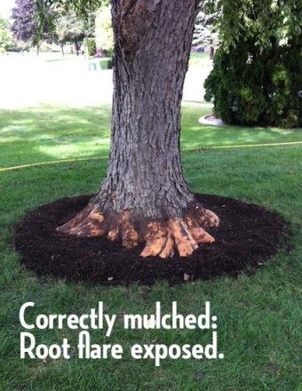 On a correctly mulched tree, you can see the root flare where the trunk flares out to become the main roots. Those roots should also be visible. The mulch ring helps direct water to the roots. http://www.spottsgardens.com/tree-girdling-roots/ Ways To Landscape Around A Tree, Around Tree Landscaping, Landscape Around Tree, Tree Ring Landscape, Mulch Around Trees, Tree Landscaping, Tree Mulch, Landscaping Around Trees, Mulch Landscaping