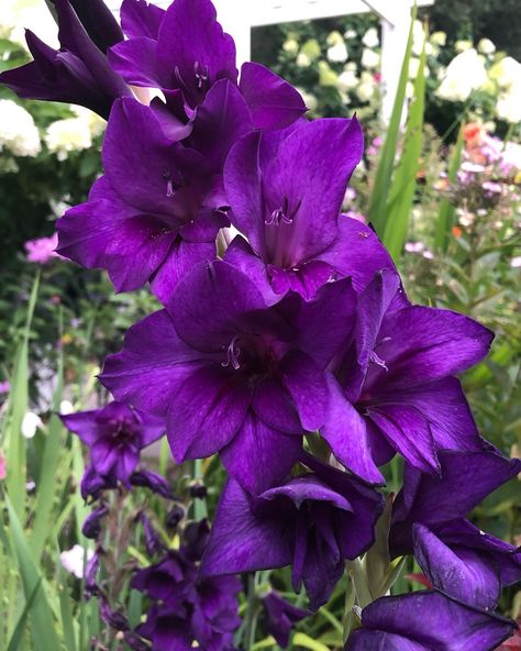 I left these Purple gladiolus in the ground last fall…technically, in my part of the state they should have been lifted & the bulbs stored till next spring…. So She’s been a beautiful July garden surprise💜 Happy last day of July friends😊 #gladiolus #glads #lastdayofjuly #flowerbulbs #keepgoing‼️ #purpleflowers #lovethiscolors #gardenmorning #isntshepretty #summergardening #sitandenjoytheview #gardenpics #todaysgarden #gardenflowers🌷🌷🌷 #peaceofmind #michiganmade Purple Snapdragon, Purple Gladiolus, July Garden, Bulb Flowers, I Left, Purple Flowers, Last Day, Purple, Flowers