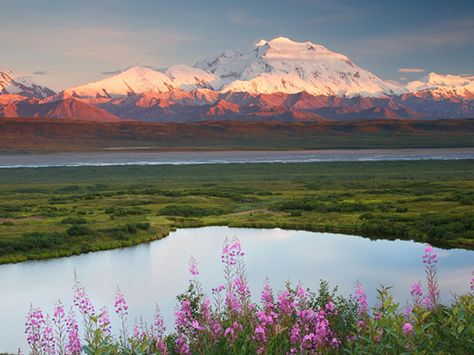 I Heart My National Park: Denali National Park Photography, North To Alaska, Wildlife Biologist, National Park Photos, Park Photography, Denali National Park, Park Ranger, Alaska Travel, Summer Landscape