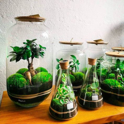 Plants In Glass Jars, Easy Indoor Plants, Plant In Glass, Plant Inspiration, Indoor Plants Styling, Small Terrarium, Easy House Plants, Eco System, Beautiful Terrariums