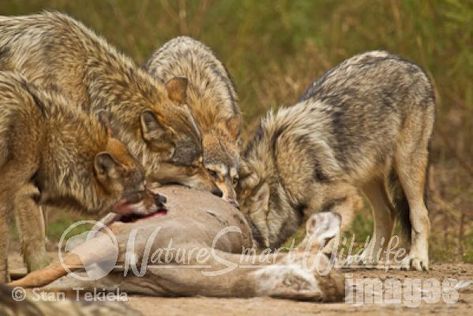 NatureSmart Images Wolf Eating, Big Horn Sheep, Gray Wolf, Flying Squirrel, Wild Wolf, Mule Deer, Mountain Goat, Grey Wolf, Whitetail Deer