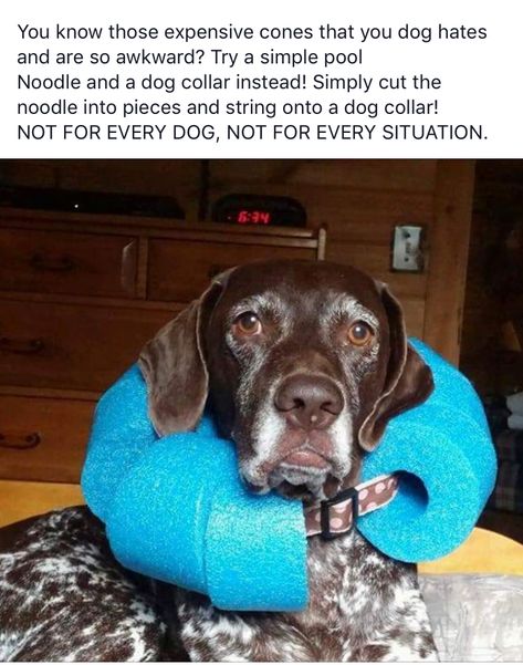 Simple Pool, Foam Noodles, Dog Cone, Adventure Dog, Cone Of Shame, Medication For Dogs, Pool Noodle, Pool Noodles, Dog Adventure