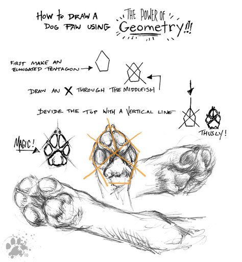 Dog Paws Reference, Paw Tutorial Drawing, Dog Paw Anatomy, Paw Anatomy, Paws Drawing, Wolf Paw Anatomy, Dog Concept Art, Dog Tutorial, Paw Drawing