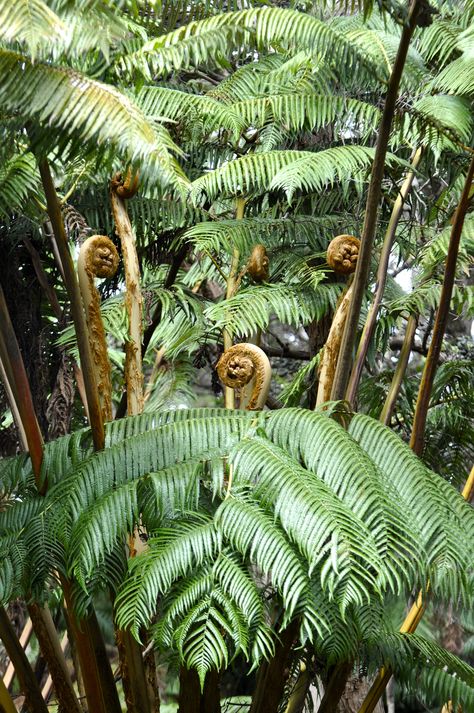 Giant Fern, Land Scapes, Big Island, Fern, Screwdriver, Plant Leaves, Hawaii, Plants