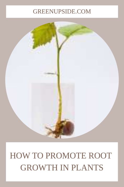 To promote strong, healthy root growth in plants, try the following 6 methods: 1. use a root trainer, 2. repot as needed, 3. loosen and aerate soil, 4. practice deep, infrequent watering, 5. provide proper nutrition, 6. add rooting hormone. Growing Tomatoes From Seed, Rooting Hormone, Soil Testing, Soil Layers, Root Growth, What To Use, Growing Tomatoes, Plant Cuttings, Garden Pests