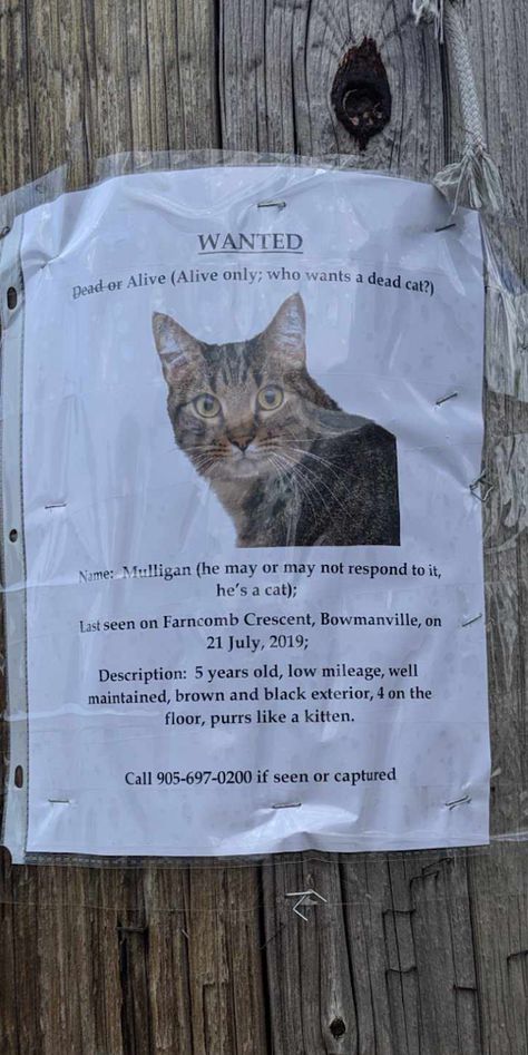 Best missing cat poster ever? Missing Pet Poster, Lost Cat Poster, Missing Cat Poster, Work Posters, Poster Template Free, Crush Humor, Cat Tips, Cat Hacks, Cat Post