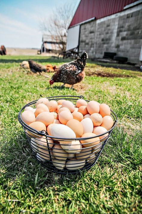 Sawed Off Chickens offers farm fresh eggs from rare chickens Farmers Aesthetic, Egg Farm, Chickens Aesthetic, Chicken Aesthetic, Hobby Farm Aesthetic, Chicken Eggs Aesthetic, Chicken Farm Photography, Collecting Eggs From Chickens, Farm Chickens Photography