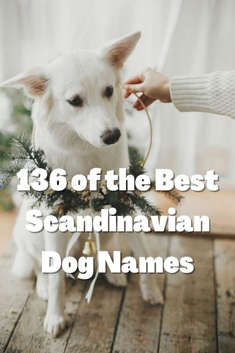 Find a unique name for your pup and match their personality. Our list of 136 scandinavian dog names are top picks from 2022. Give your pup the name they deserve! Viking Dog Names, Cool Dog Names Boys, White Dog Names, German Dog Names, Beautiful Dog Names, Cottagecore Dog, Nordic Names, Top Dog Names, Dogs Names List