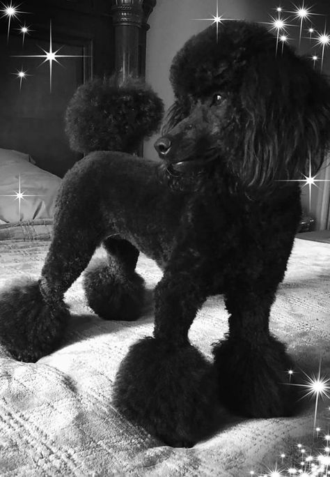 Black Toy Poodle Haircut Styles, Poodle Black, Black Poodle Haircut Styles, Black Poodle Puppy, Medium Poodle, Mini Poodle Haircut, Miniature Poodle Haircut Styles, Black Toy Poodle, Toy Poodle Haircut Styles