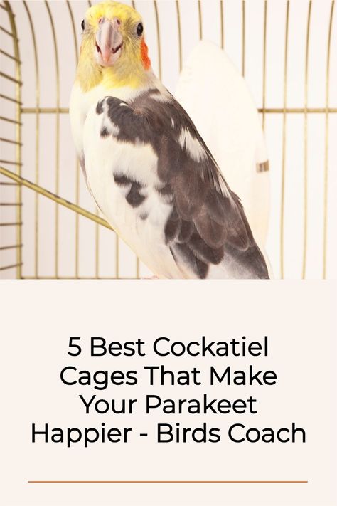 Cockatiels are some of the best parakeets to have as pets. Cockatiel cages can be a little more difficult to find than the traditional cage for other birds, and Cockatiel owners usually need to do a bit of research before purchasing one. This article will go into detail about 5 Cockatiel cages that make your Cockatiel happier. Cockatiel Care, Cockatiel Cage, Flight Cage, Birds Of Australia, Parakeets, Bird Cages, Love Birds, Helpful Tips, Pet Birds