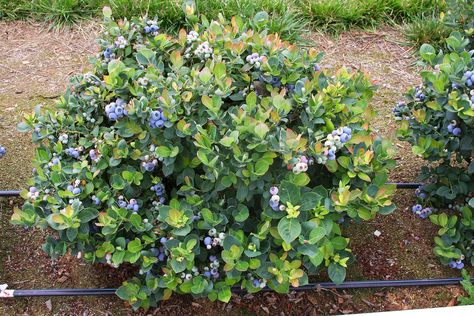 Espoma soil acidifier, Holly-tone, growing blueberries, Brazelberries Peach Sorbet Container Gardening Fruit, Pink Lemonade Blueberry, Fruit Trees In Containers, Gemüseanbau In Kübeln, Highbush Blueberry, Zinnia Garden, Growing Blueberries, Blueberry Plant, Peach Sorbet