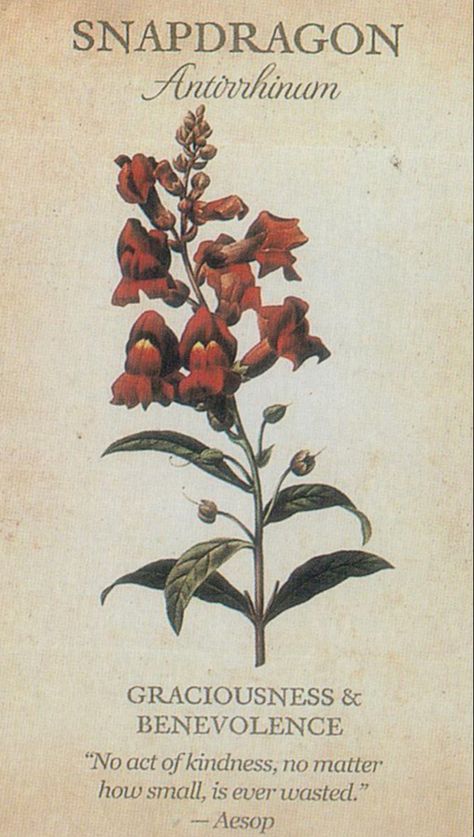 Snapdragon Flowers Aesthetic, Botany Journal, Flowers Language, Flower Dictionary, Flower Language, Magic Herbs, Flower Guide, Flower Meanings, Victorian Flowers