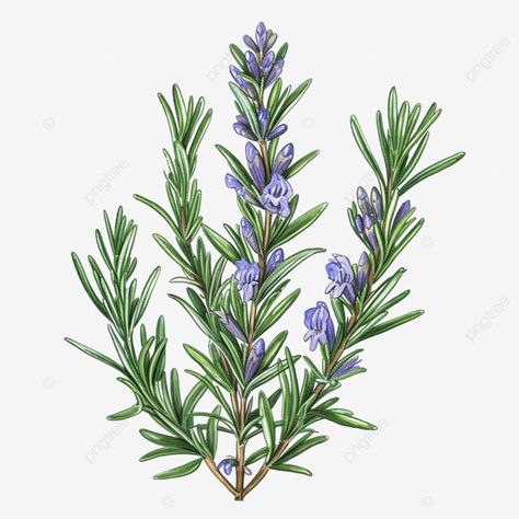 rosemary drawing herbs Herb Drawings Botanical Illustration, Hamlet Collage, Rosemary Drawing, Herbs Drawing, Herb Drawings, Herb Flowers, Herb Illustration, Herb Logo, Rosemary Flower