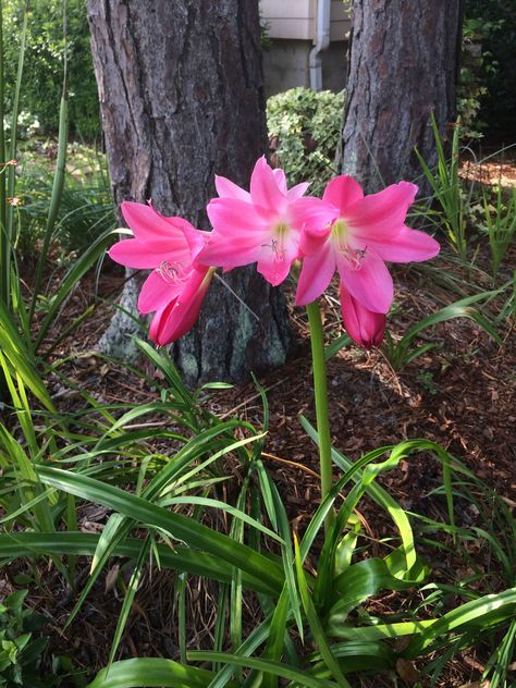 Crinum Lilies Just Won’t Die | Looking for a flower that’ll outlive you? You found it. Crinium Plant, Crinum Lily, Swamp Lily, Lily Garden, Flower Pot Design, Lily Plants, Big Plants, Unusual Plants, Flower Landscape