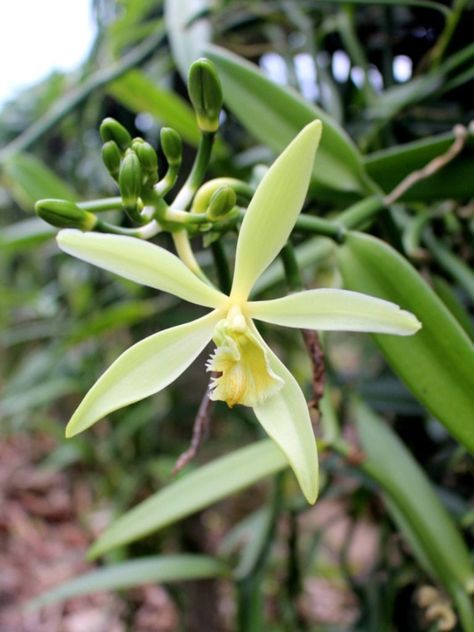 Miltonia Orchid, Vanilla Planifolia, Vanilla Plant, Oncidium Orchids, Orchid Varieties, Orchid Seeds, Vanda Orchids, Types Of Orchids, Cattleya Orchid