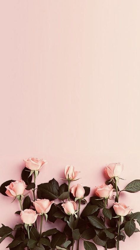 36 Elegant Flower Wallpapers You Need to Save wallpaper, flower,rose, sunflower Pink Background, Pale Pink, Pink Roses, Roses, Wallpapers, Iphone, Floral, Green, Pink