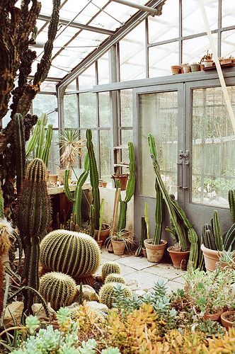 cactus greenhouse | Flickr - Photo Sharing! Cactus Farm, Plants Cactus, Trendy Plants, Indoor Greenhouse, Indoor Gardens, Indoor Flowers, Garden Photography, Cactus Garden, Apartment Garden