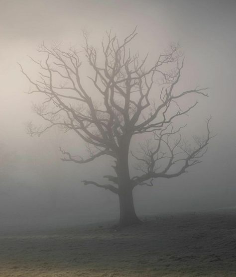 Poison Tree Aesthetic, Poison Tree, Twisted Tree, Dark Tree, Creepy Pictures, Pretty Backgrounds, Night Scenery, Winter Painting, Mystical Art