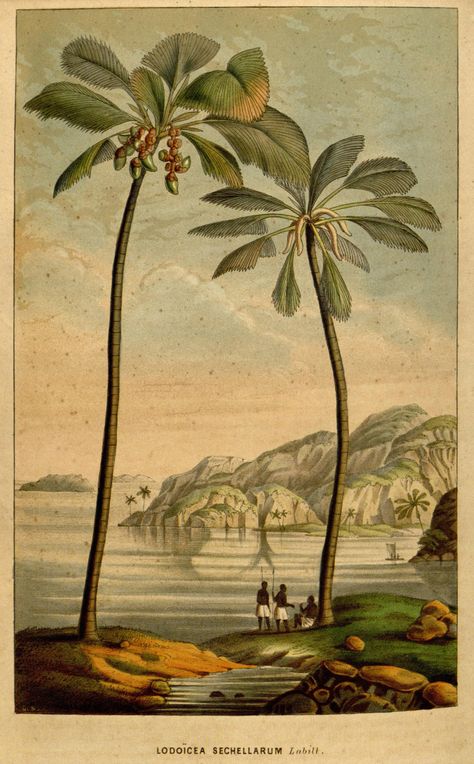 Lodoïcea sechellarum via AnitaNH British Colonial Art, British Colonial Decor, Colonial Art, Illustration Botanique, Art Tropical, Illustration Vintage, Palm Tree Print, Tropical Art, Botanical Drawings