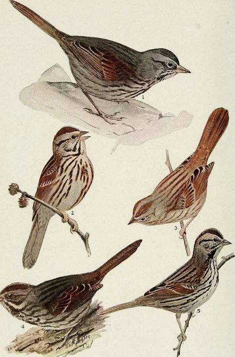 Bird-lore (1910) (14568707170) - Public domain zoological illustration Zoological Illustration, Public Domain Art, Clark University, Anthony Doerr, List Of Birds, Image N, Song Sparrow, Birds Of Australia, Nature Tattoo