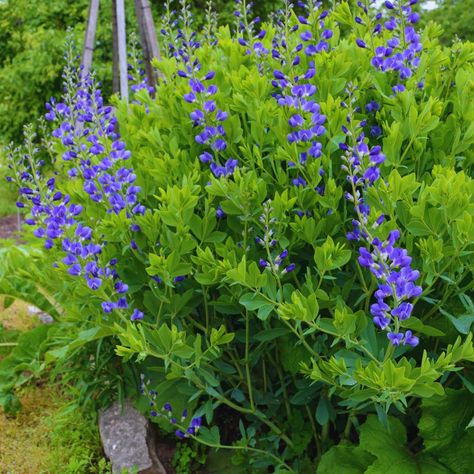 Baptisia australis, commonly known as blue wild indigo or blue false indigo, is native perennial herbaceous plant found throughout the eastern and central United States. It's a terrific landscape plant that is a larval host plant for several species of butterflies, including the Wild Indigo Duskywing (Erynnis baptisiae) and the Hoary Edge (Achalarus lyciades). Its stunning blue-purple lupine-like flower clusters bloom in late spring to early summer. #nativeplants Growing Indigo, Blue Indigo Plant, Indigofera Australis, Ecological Garden, Blue Wild Indigo, Purple Lupine, Indigo Garden Wallpaper, Indigo Plant Illustration, False Indigo