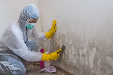 Mold removal companies identify and remove mold in your home or business. We reviewed the best companies for tackling this potential health threat. Mold Exposure, Toxic Mold, Heavy Rainfall, Cleaning Mold, Mold Removal, Types Of Mold, Mold Remediation, Removal Company, Mold Growth