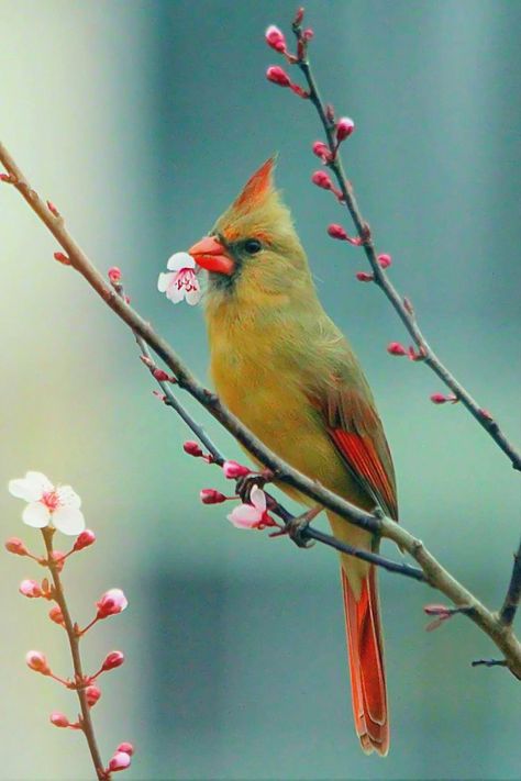 Blackwork Floral, Cardinal Birds Art, Female Cardinal, Animal Inspiration, Red Cardinals, Decoupage Ideas, Garden Birds, Cardinal Bird, Cardinal Birds