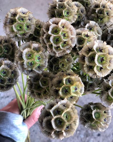 Scabiosa Pods (aka pincushion flower) Allotment Flowers, Scabiosa Stellata, Scabiosa Flower, Flower Recipe, Space Flowers, Pincushion Flower, Scabiosa Pods, Taupe Wedding, Flower Varieties