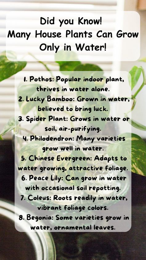 How To Grow Plants Indoors, Plants You Can Grow In Water, Hydroponic Indoor Plants, Lucky Bamboo Care, Growing Plants In Water, Herb Window, Jungle Vines, Water Plants Indoor, Plants Grown In Water