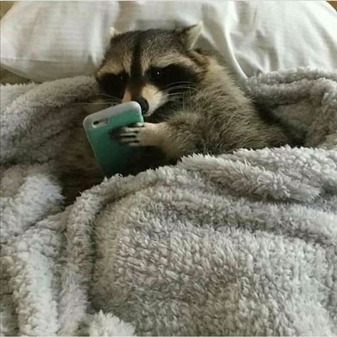 Trash Pandas, Pet Raccoon, Cute Raccoon, Raccoon Funny, Trash Panda, Silly Animals, Racoon, Cute Animal Photos, Animal Photo