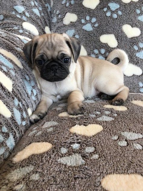 lil pug puppy Cute Animals Wallpaper, Cute Pug Puppies, Baby Pugs, Pug Pictures, Pug Puppies, Pugs Funny, Cute Pugs, Pug Love, Pug Dog