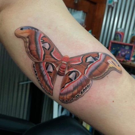 Atlas moth today for Jennifer! Thanks mama!!! I’m always up for moths and butterflies💖 #atlasmoth #moth #entomology #insectnerd #tattoo #eternalink Atlas Moth Tattoo Design, Atlas Moth Art, Atlas Moth Tattoo, Moth Tattoo Ideas, Skin Doodles, Moth Tattoo Meaning, Atlas Tattoo, Moth Tattoo Design, Taboo Tattoo