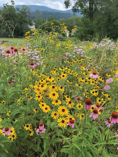 Creating a Wildflower Meadow to Help the Bees, Birds, and Butterflies | Crozet Gazette New Jersey Wildflowers, Wildflower Fence Border, New England Wildflowers, Wildflower Meadow Backyard, Wildflower Meadow Garden, Wildflower Meadow Wedding, Meadow Scaping, Wildflower Pathway, Pennsylvania Wildflowers