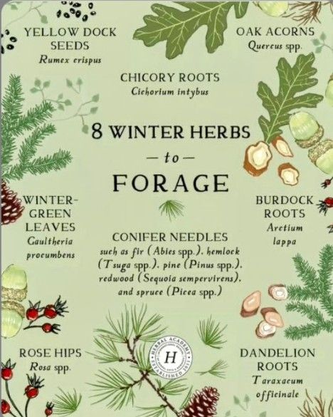 Starter Apothecary Herbs, Herbal Plants Medicine, Fall Herbs, Winter Foraging, Winter Herbs, Cichorium Intybus, Arctium Lappa, Sequoia Sempervirens, Medicinal Herb Garden